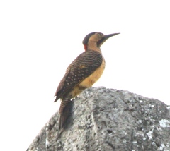 Colaptes rupicola