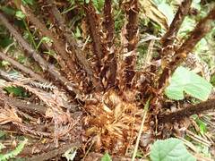 Dryopteris crassirhizoma