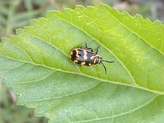 Kuschelina mathematica