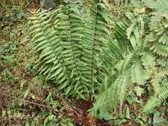 Dryopteris crassirhizoma
