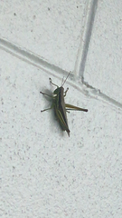 Bermius odontocercus