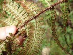 Dryopteris crassirhizoma