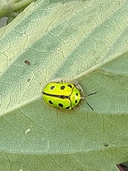 Coptocycla adamantina