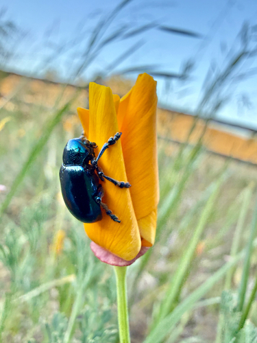 iNaturalist observation photo of Cobalt Milkweed Beetle