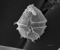Parvodinium inconspicuum