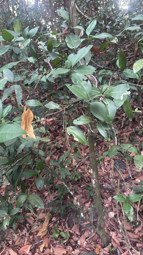 Atalantia monophylla observed 2026-05-03