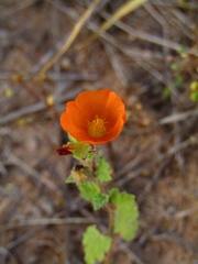 Sphaeralcea coulteri