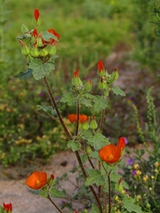 Sphaeralcea coulteri