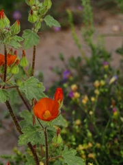 Sphaeralcea coulteri