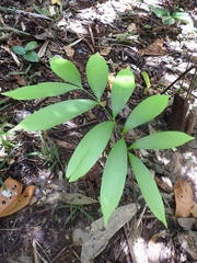 Zamia prasina