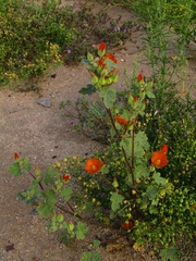 Sphaeralcea coulteri