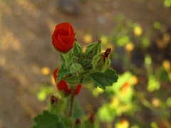 Sphaeralcea coulteri