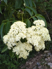 Sambucus peruviana