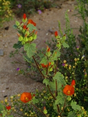Sphaeralcea coulteri