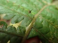 Leptogramma mollissima