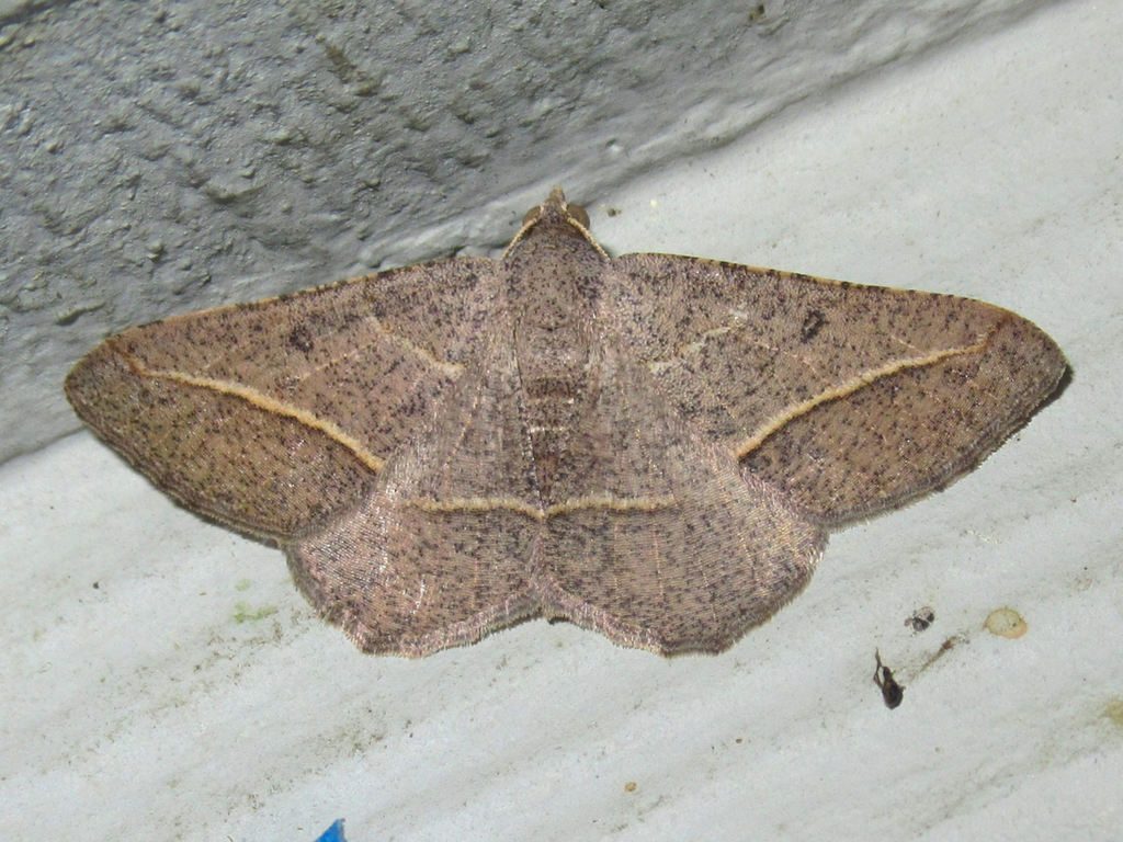 Pale-lined Angle