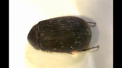 Serica anthracina