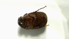 Serica anthracina