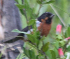 Diglossa brunneiventris