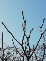 Cnidoscolus megacanthus