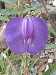 Clitoria cordobensis