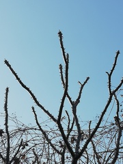 Cnidoscolus megacanthus