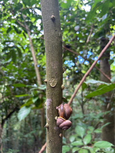Granodomus lima