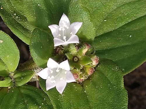Richardia brasiliensis