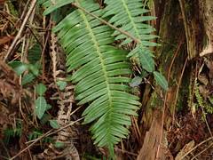 Struthiopteris niponica