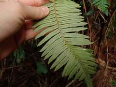 Struthiopteris niponica