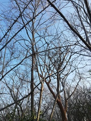 Cnidoscolus megacanthus