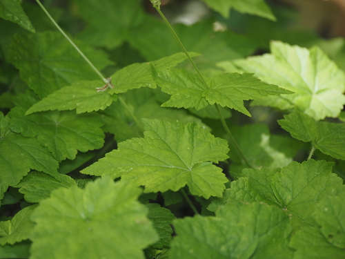 twoleaf miterwort