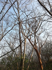 Cnidoscolus megacanthus