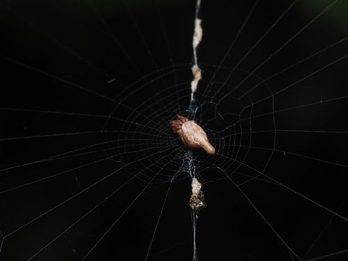 Conical Trashline Orbweaver