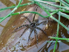 Dolomedes mizhoanus