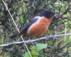 Diglossa brunneiventris