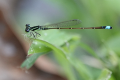 Ischnura capreolus
