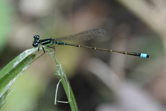 Ischnura capreolus