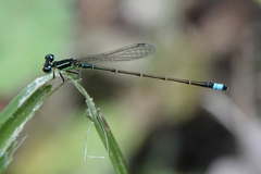 Ischnura capreolus
