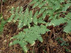 Dryopteris lacera