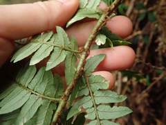Dryopteris lacera