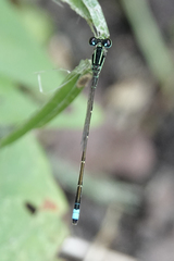 Ischnura capreolus