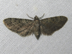Eupithecia jejunata