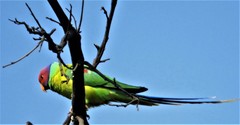 Psittacula cyanocephala