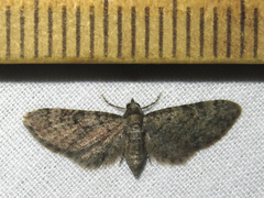 Eupithecia jejunata
