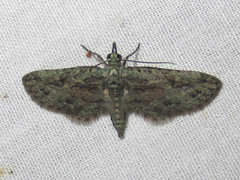 Eupithecia longidens