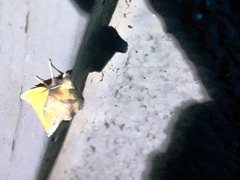 Stiria dyari