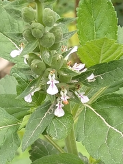Teucrium vesicarium