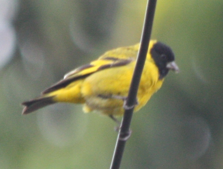 Spinus magellanicus on 2014년 01월 25일 (토) at 05:38 오후 by Scott Loarie · iNaturalist Spinus magellanicus