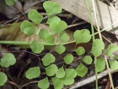 Adiantum aethiopicum